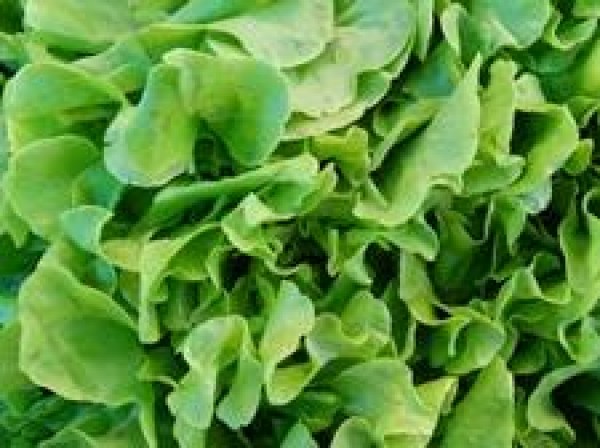 salate-novita-schnaitlexpress-saalfelden.jpg