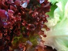 salate-lollo-rosso-schnaitlexpress-saalfelden
